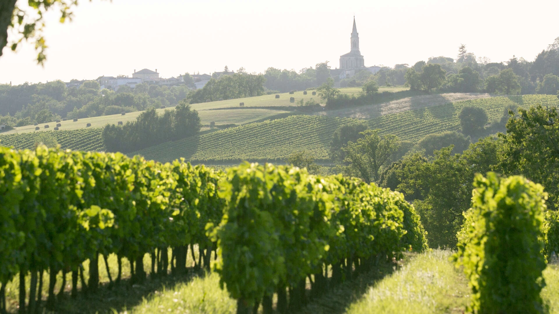 Explore the Vinous Jewels: The Top 5 Wine Regions Worldwide