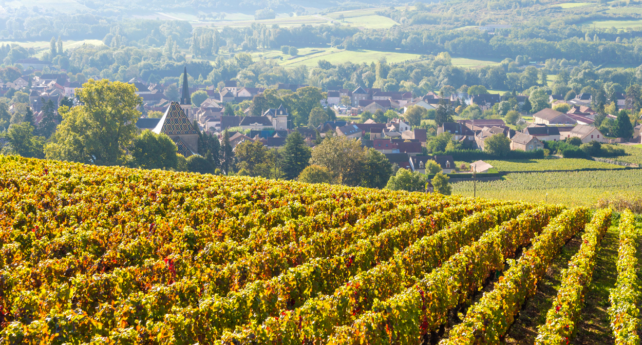 Burgundy Wine: A Timeless Symphony of Terroir and Tradition